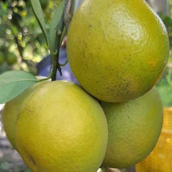 Cam xoàn loại 1, trồng tự nhiên
